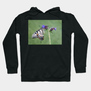 Tiger Swallowtail Butterfly on Lungwort flower Hoodie